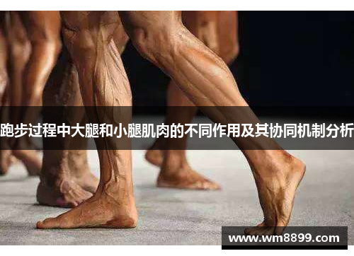 跑步过程中大腿和小腿肌肉的不同作用及其协同机制分析